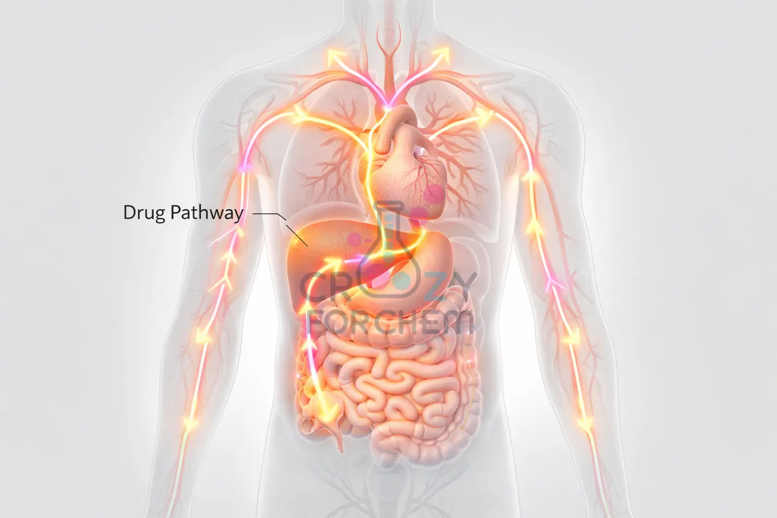 Anatomical diagram tracing the path of a painkiller tablet through the digestive system and liver into the bloodstream.