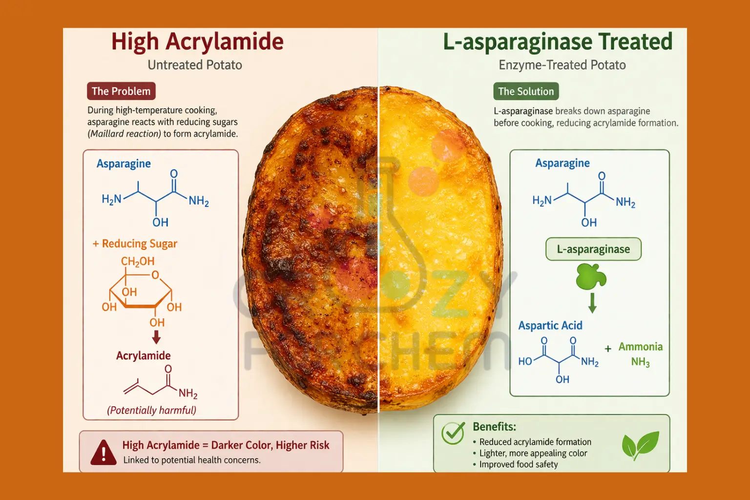 Infographic showing how L-asparaginase reduces acrylamide formation in high-heat cooking.