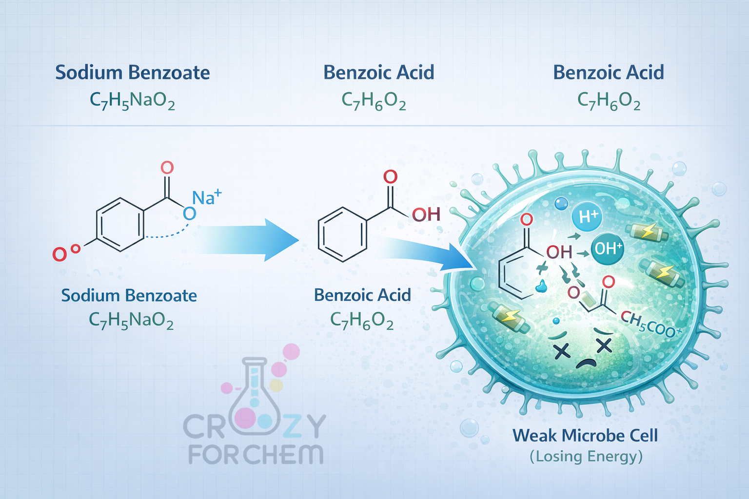 A scientific diagram showing how benzoic acid penetrates microbial cell membranes to prevent food spoilage.