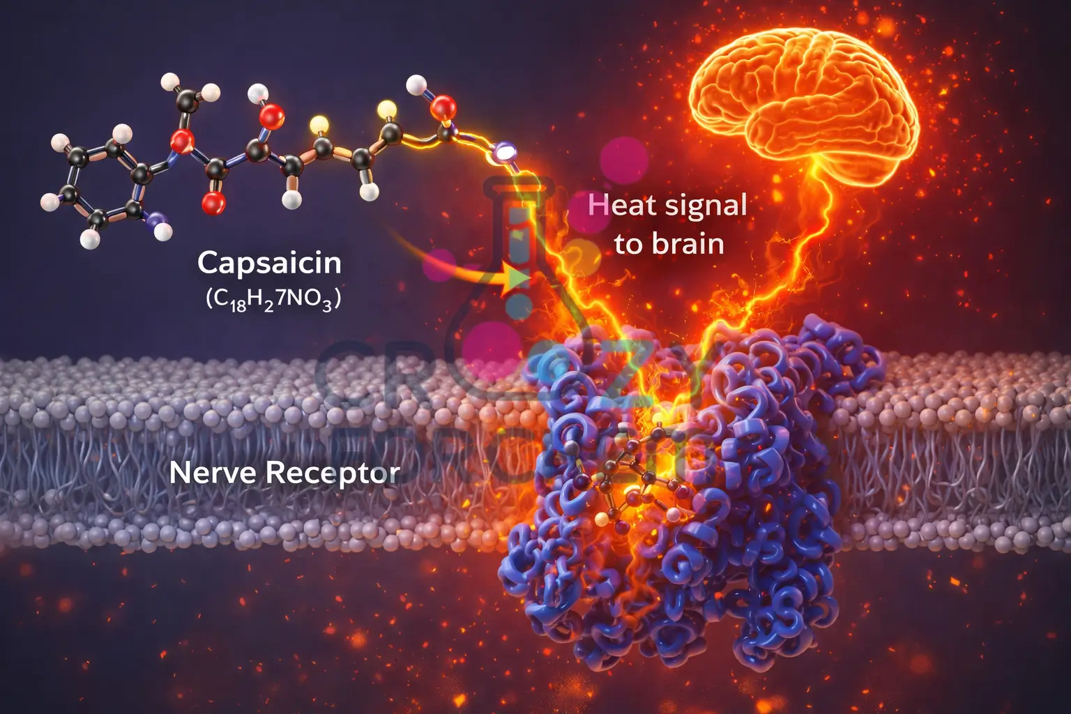 A diagram illustrating the chemical interaction between capsaicin molecules and the human TRPV1 heat receptors.