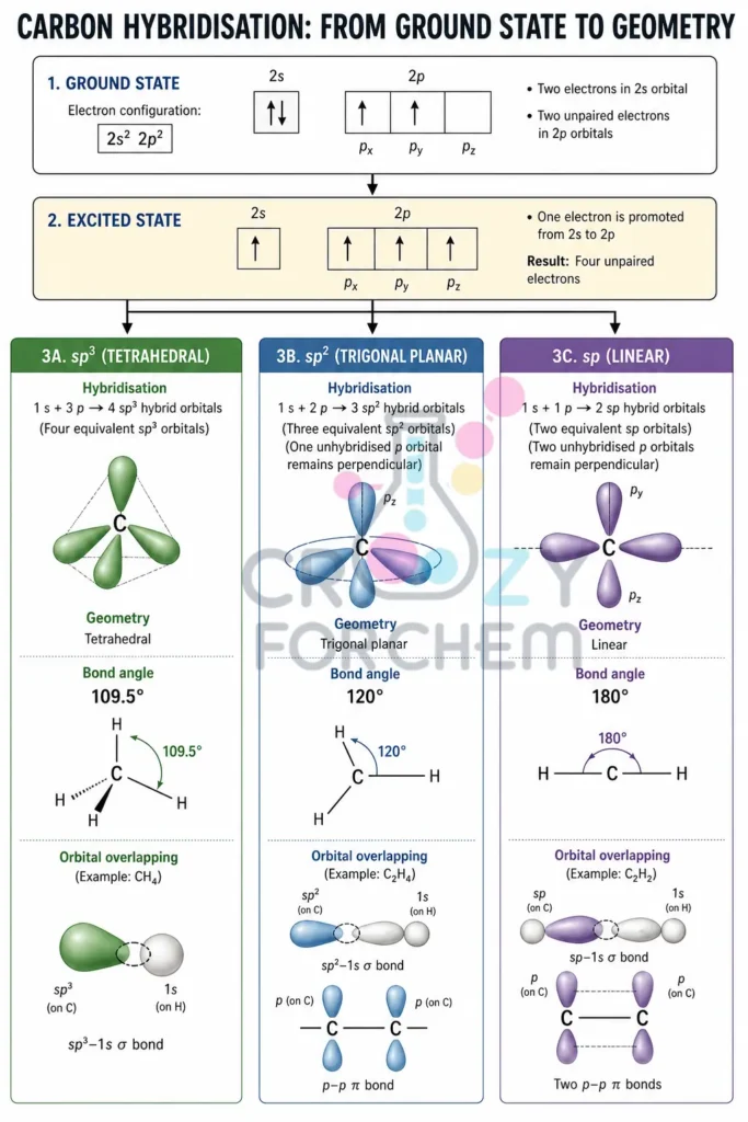 A professional diagram illustrating the ground state vs excited state of carbon, and the resulting sp3 tetrahedral, sp2 trigonal planar, and sp linear geometries.